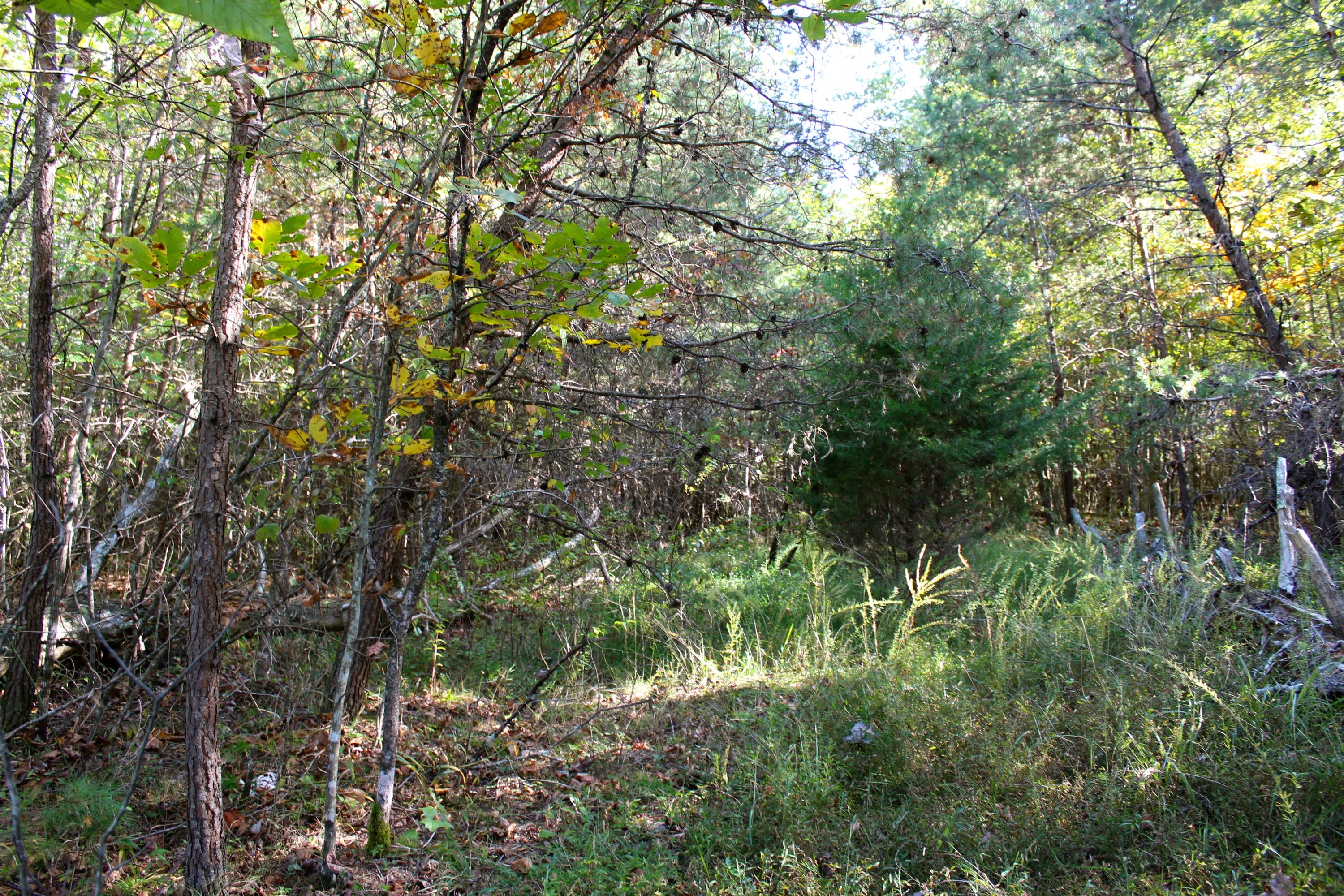 15.73-ac Shirley Road Allardt, TN 38504 - Photo 32 of 36 IMG_9143
