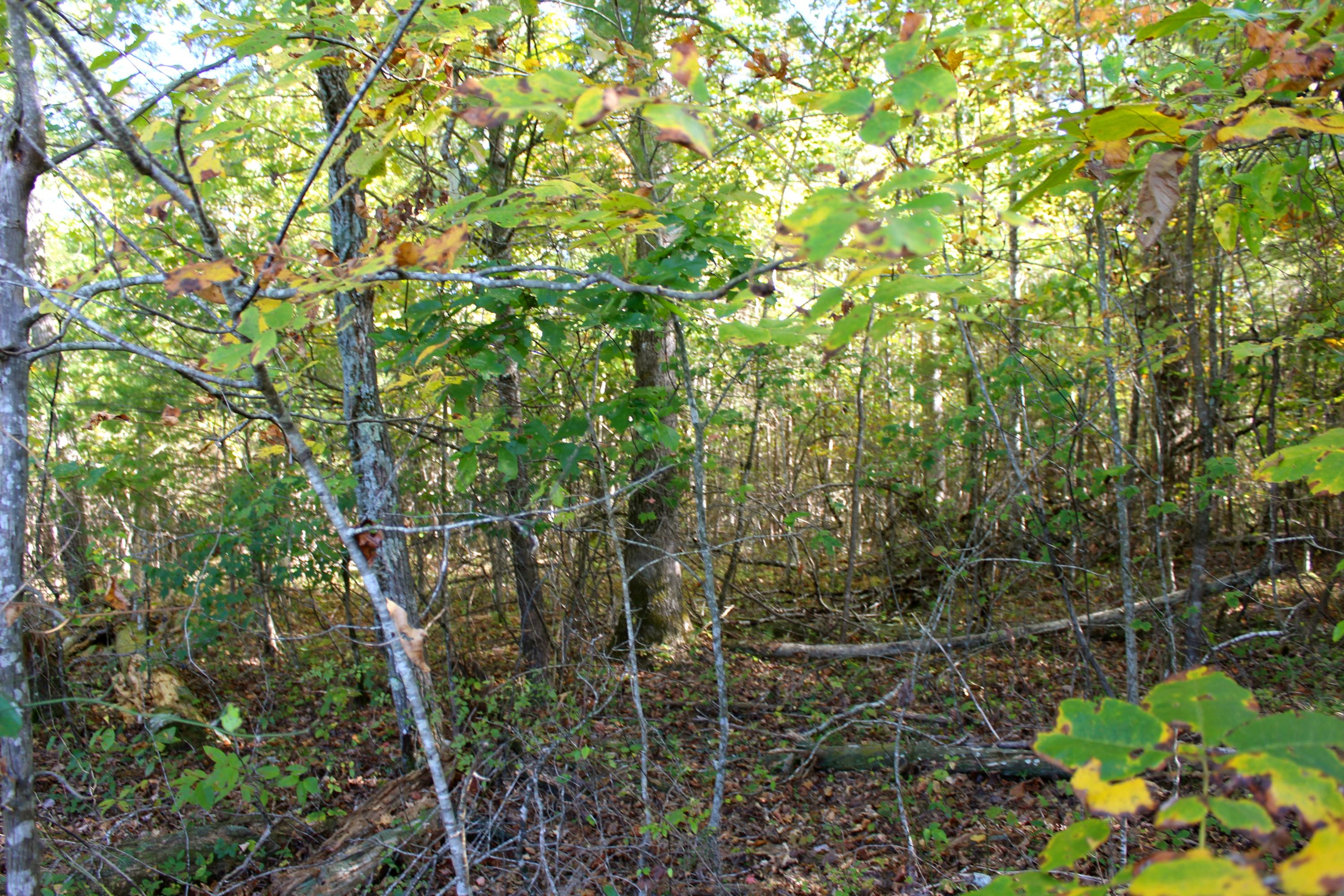 15.73-ac Shirley Road Allardt, TN 38504 - Photo 36 of 36 IMG_9148