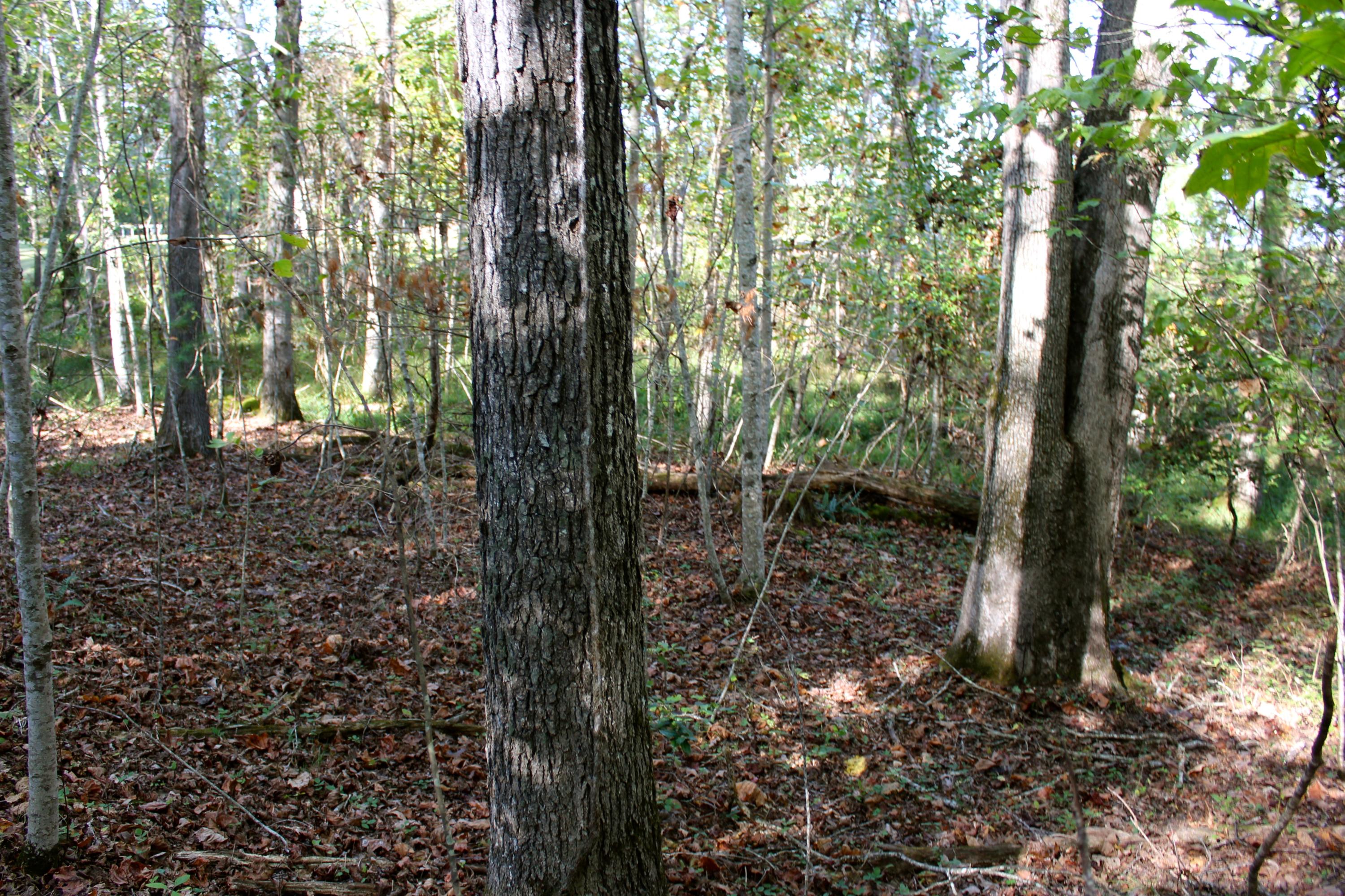 15.73-ac Shirley Road Allardt, TN 38504 - Photo 8 of 36 IMG_9131