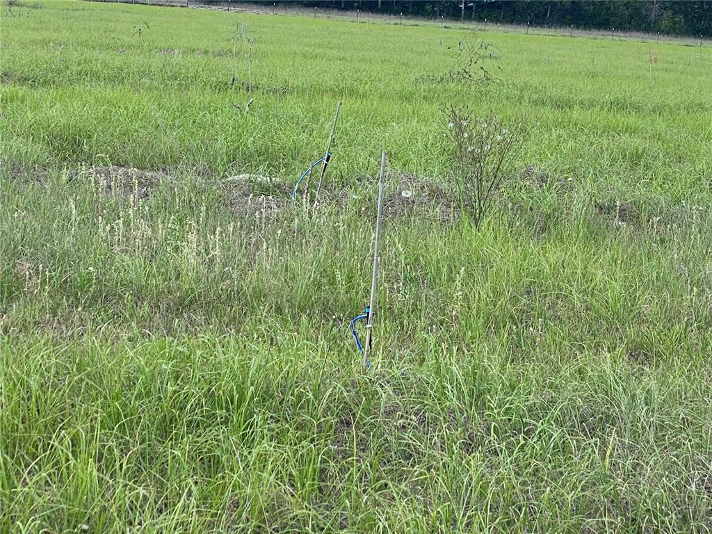 0 Sr 345 Chiefland, FL 32626 - Photo 24 of 67 a view of yard with green space