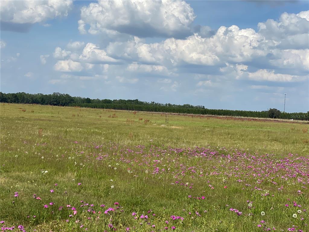 0 Sr 345 Chiefland, FL 32626 - Photo 50 of 67