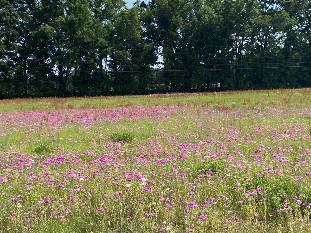 0 Sr 345 Chiefland, FL 32626 - Photo 54 of 67 a view of yard with swimming pool and sitting area