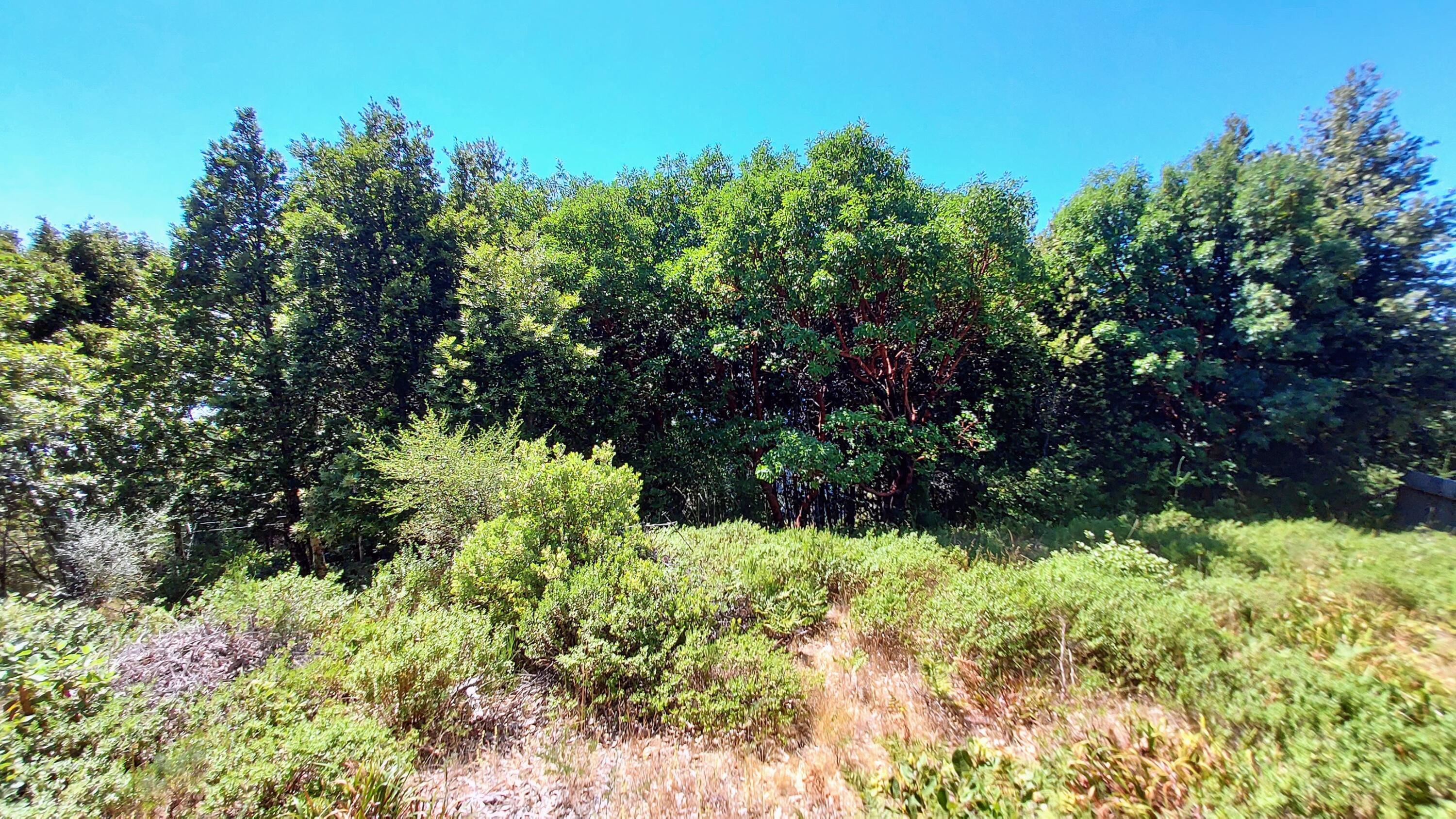 27 Cook Road Shelter Cove, CA 95589 - Photo 4 of 22