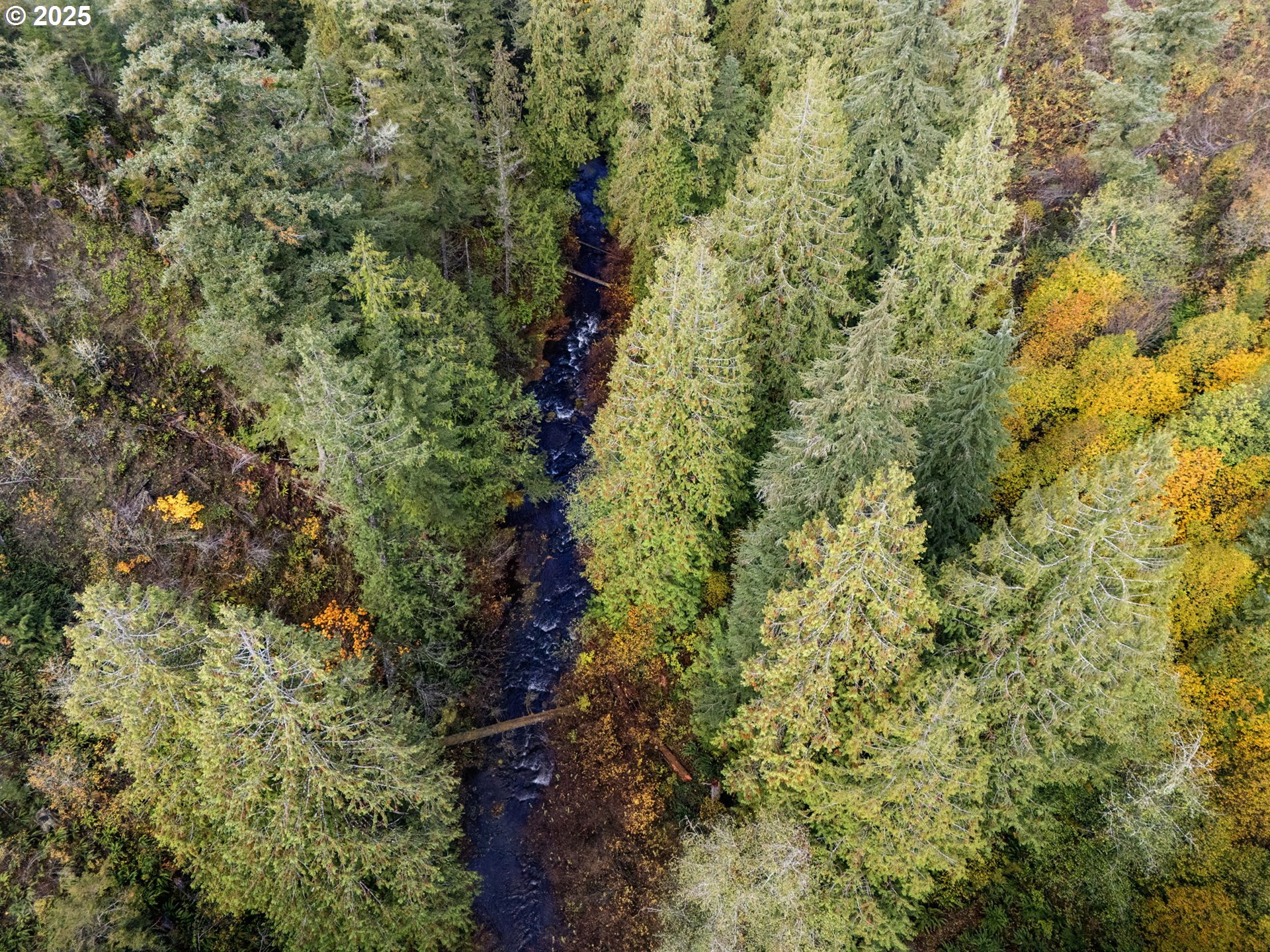 25751 Southeast Brian Ranch Road Sandy, OR 97055 - Photo 32 of 44 a close up of a plant