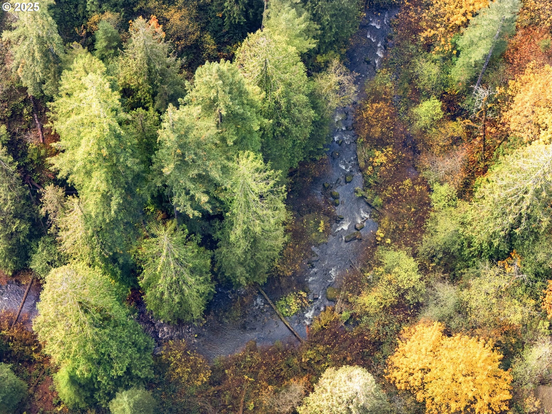 25751 Southeast Brian Ranch Road Sandy, OR 97055 - Photo 33 of 44 a plant view in yard