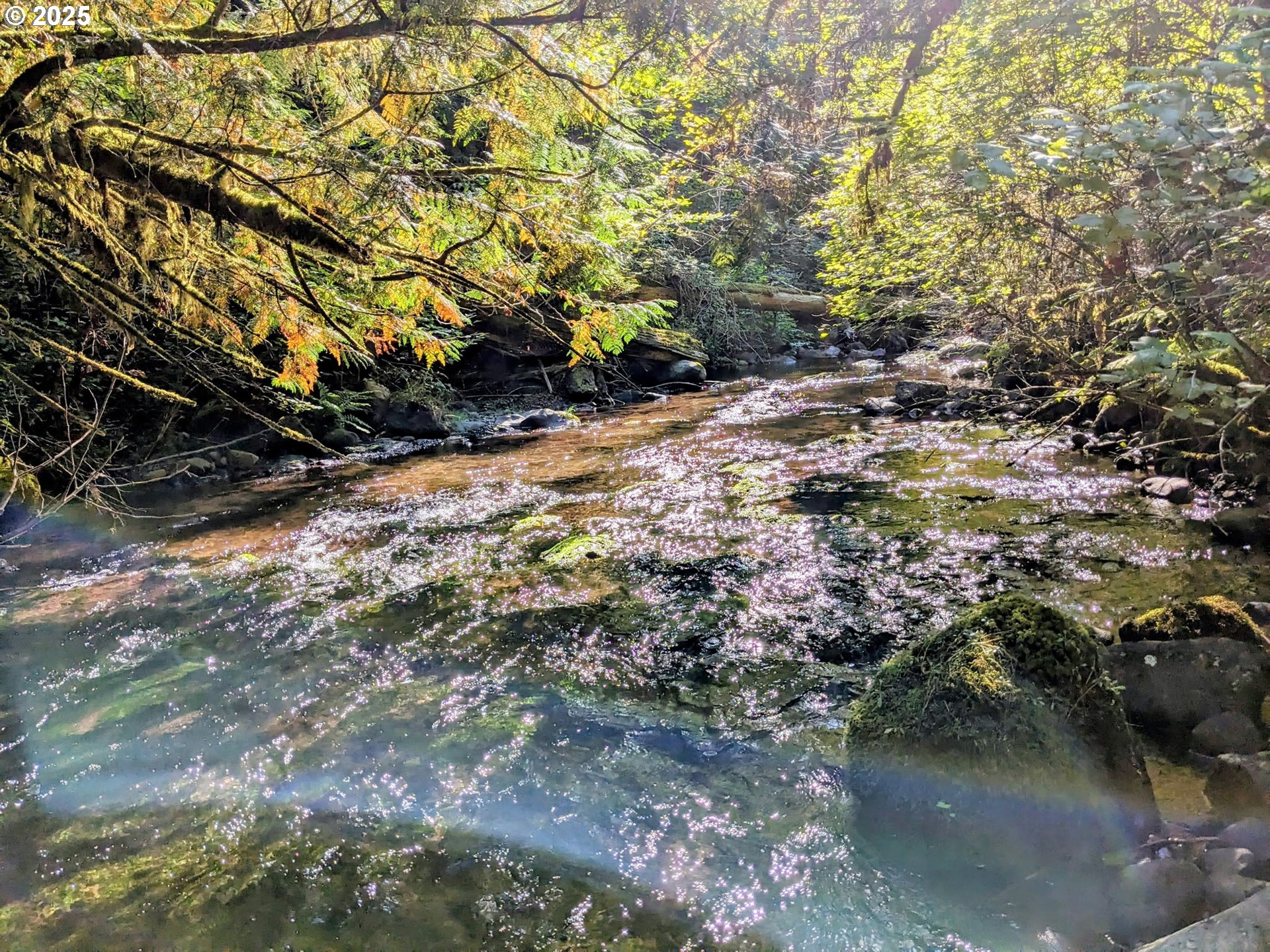 25751 Southeast Brian Ranch Road Sandy, OR 97055 - Photo 40 of 44 a backyard of a house
