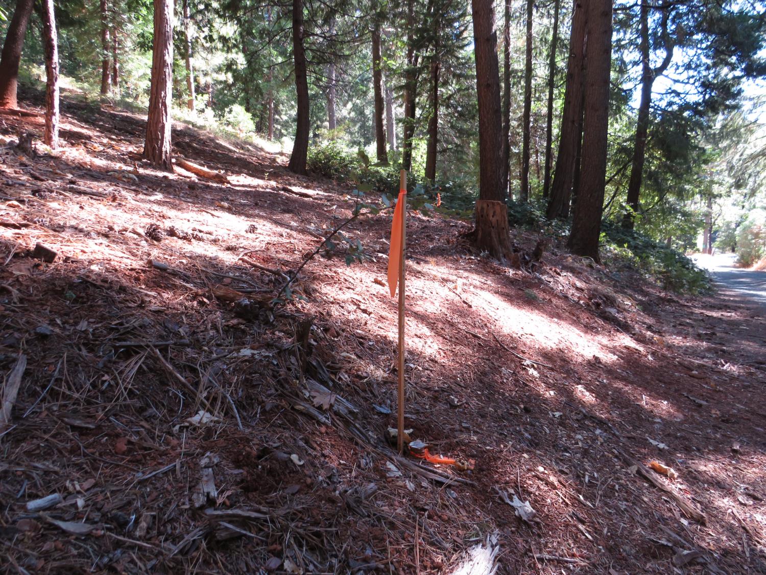 172 Sylvan Road Colfax, CA 95713 - Photo 10 of 19 a view of a forest with trees
