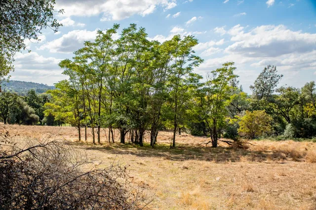 a view of a yard with a tree