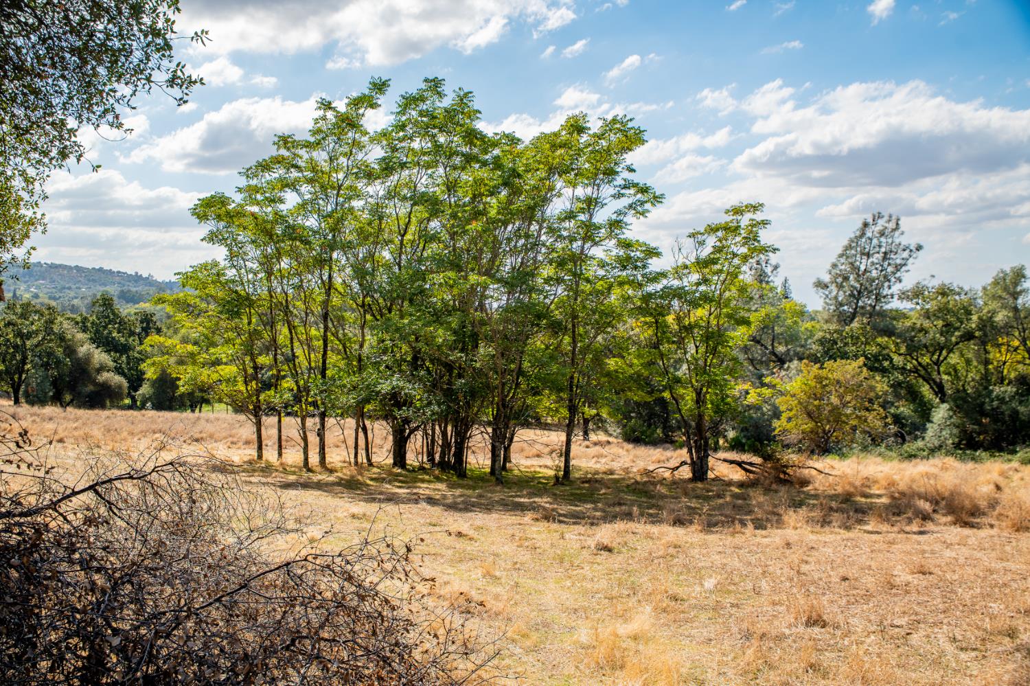0 Chili Hill Road Newcastle, CA 95658 - Photo 13 of 27 a view of outdoor space with trees