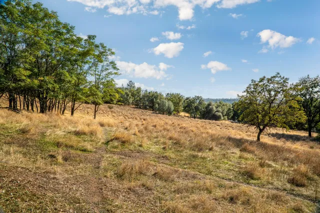 a view of a yard with a tree