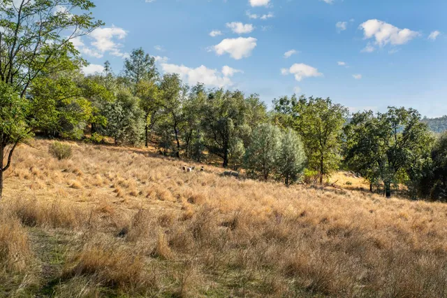 a view of a yard with a tree