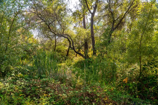 a view of a yard with a tree