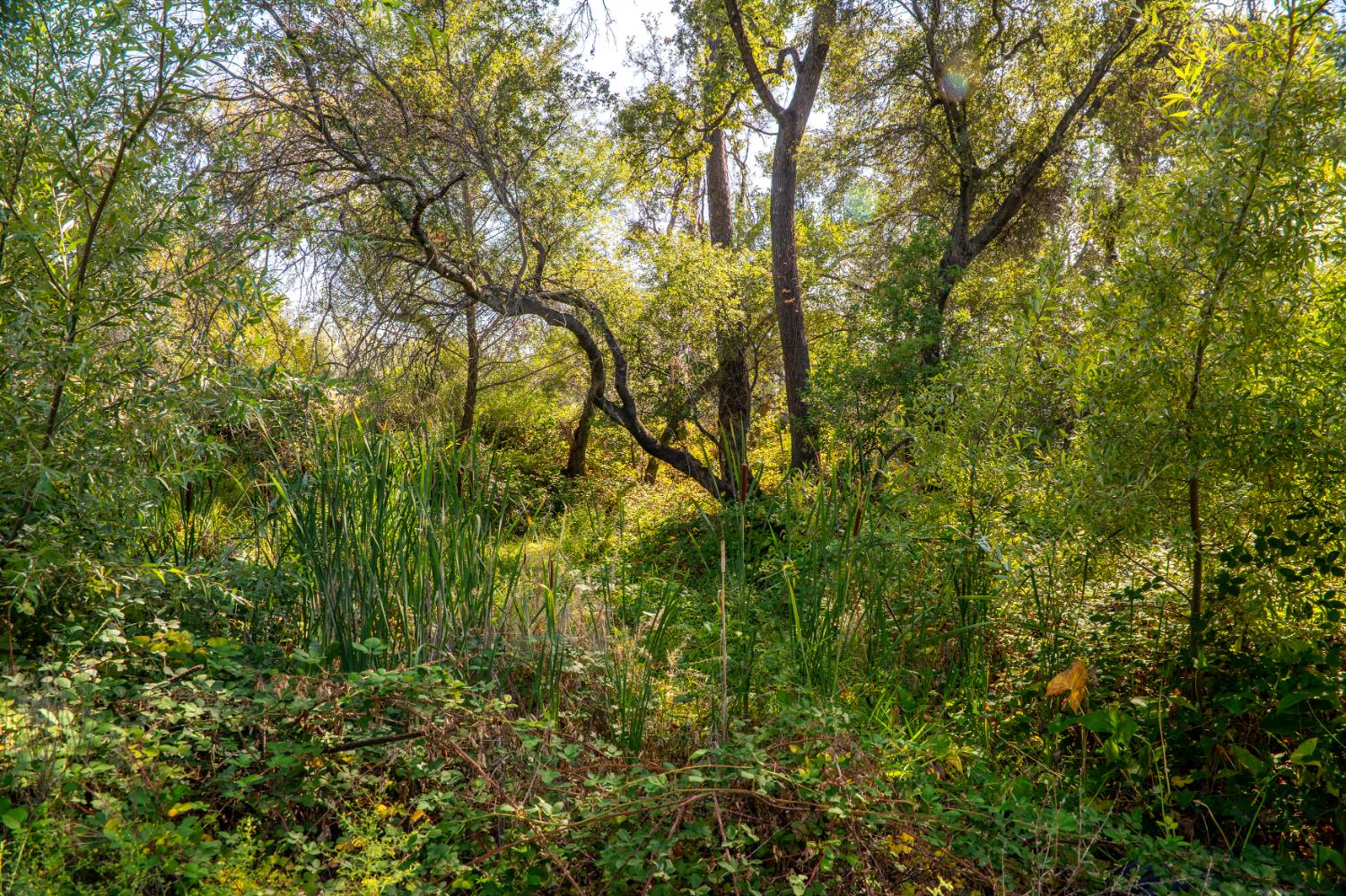0 Chili Hill Road Newcastle, CA 95658 - Photo 21 of 27 a view of a yard