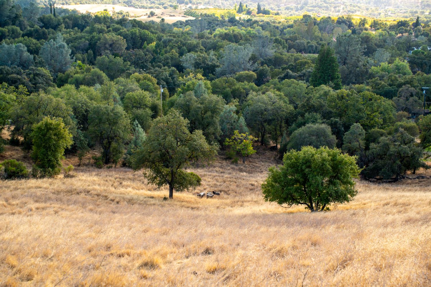 0 Chili Hill Road Newcastle, CA 95658 - Photo 10 of 27 a view of a yard with a tree