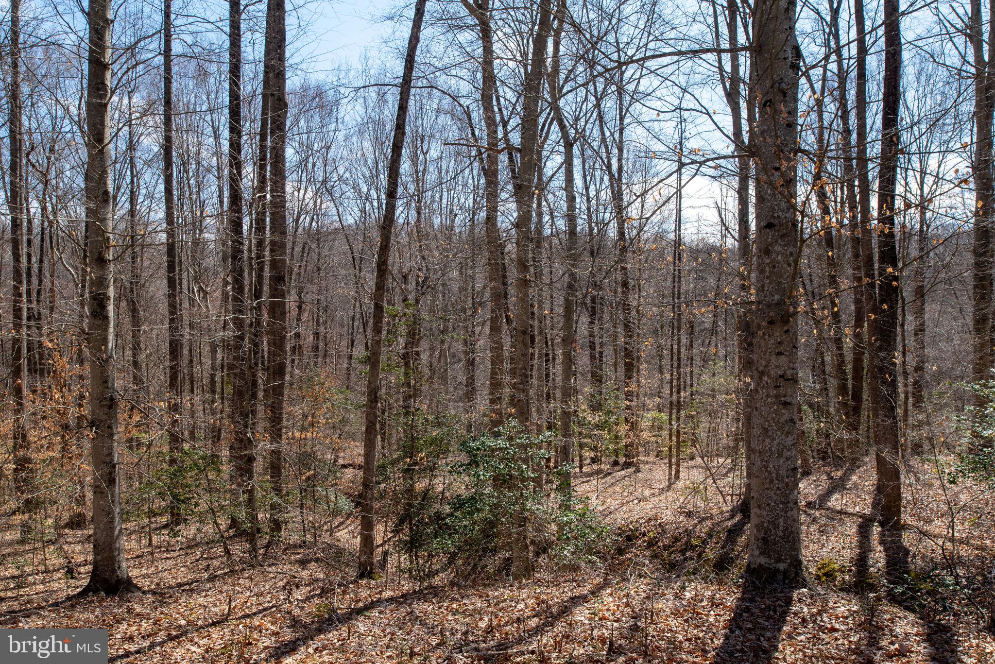 4590 Caledon Road King George, VA 22485 - Photo 61 of 88 Gallery Image 61