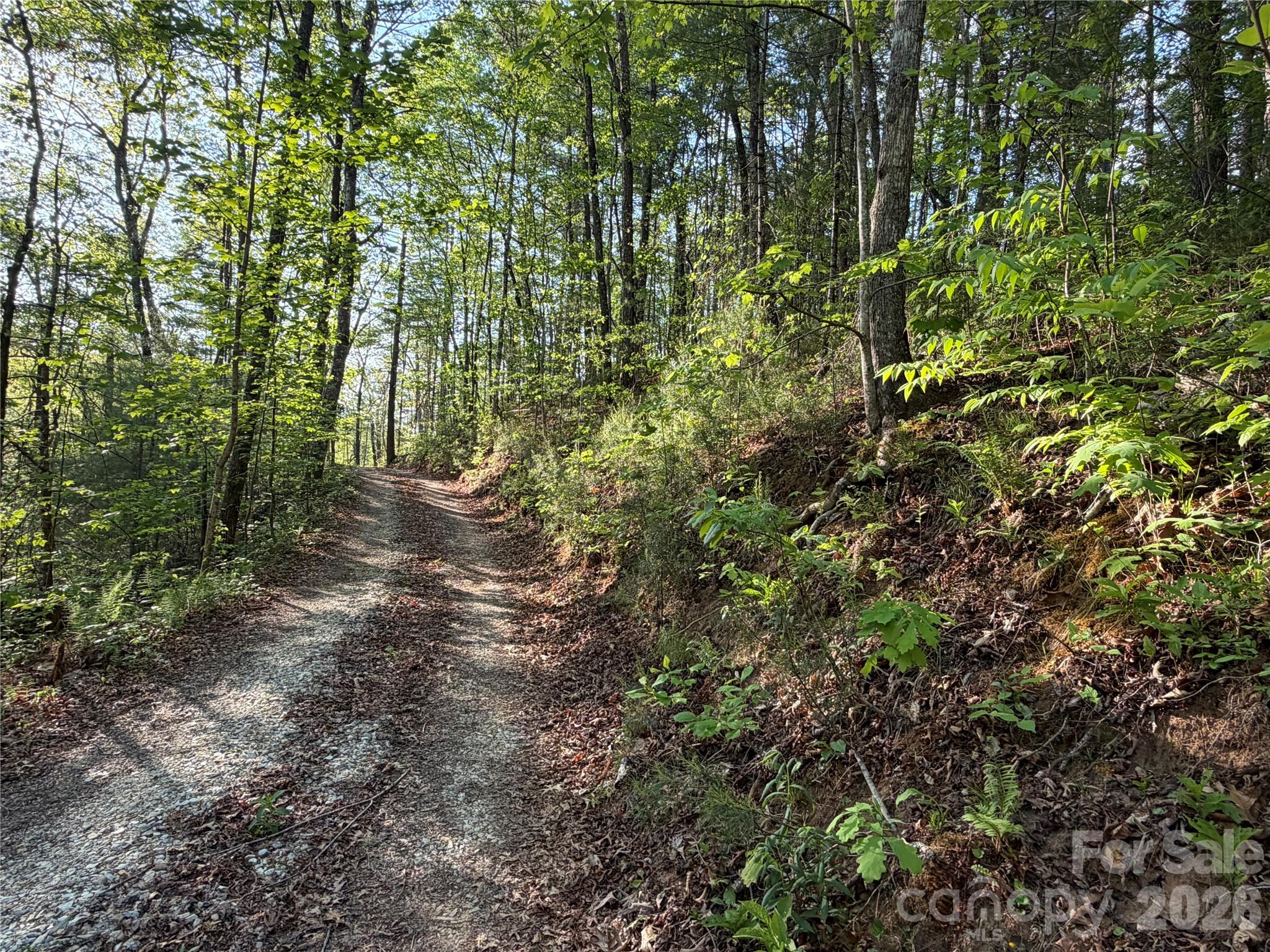 0 Howard Edwards Road Robbinsville, NC 28771 - Photo 5 of 21 a view of a forest with lots of trees