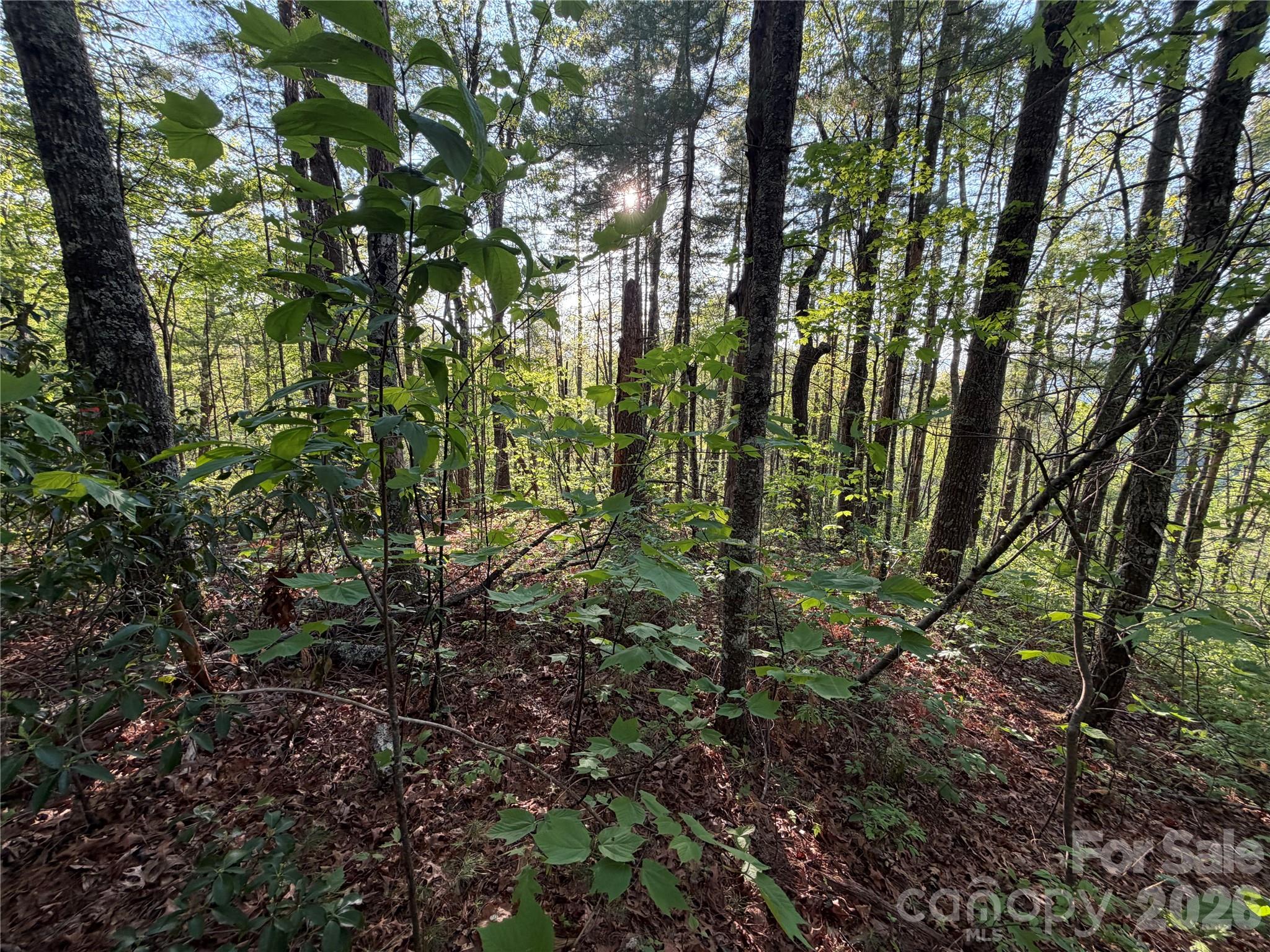 0 Howard Edwards Road Robbinsville, NC 28771 - Photo 7 of 21 a view of forest