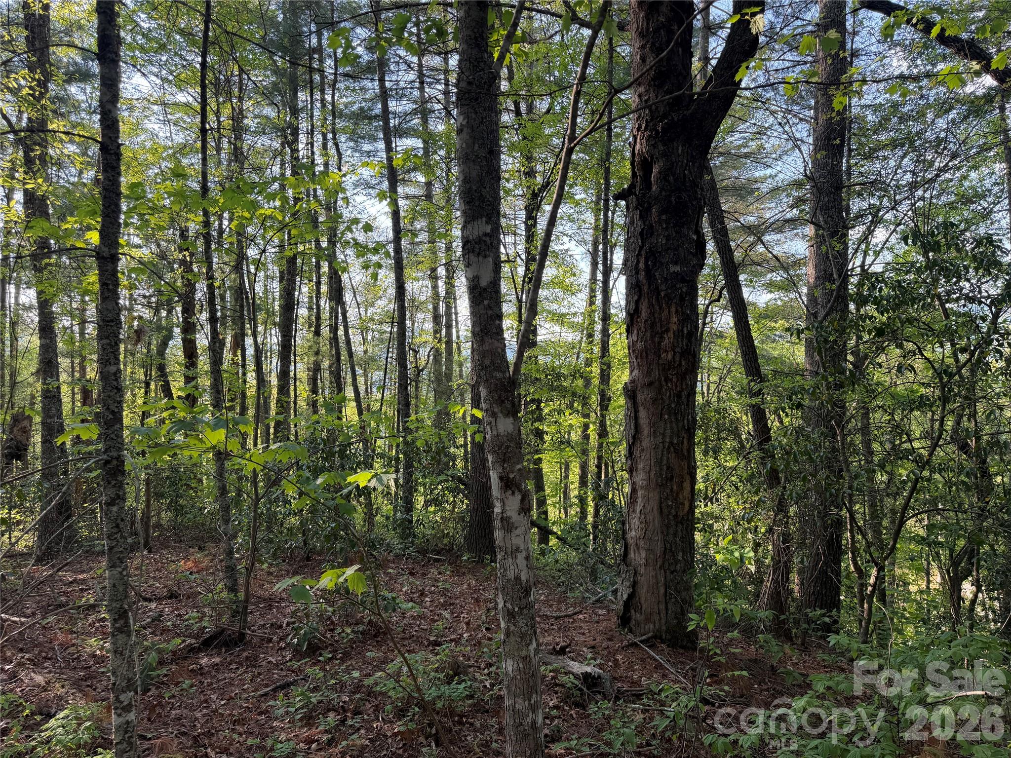 0 Howard Edwards Road Robbinsville, NC 28771 - Photo 9 of 21 a view of forest
