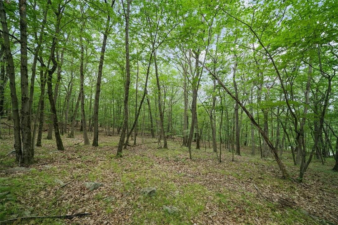 Stag Hill Road Monroe, NY 10950 - Photo 6 of 9 a view of outdoor space with lots of trees