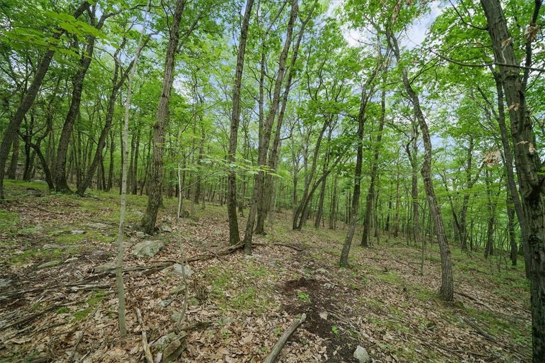 Stag Hill Road Monroe, NY 10950 - Photo 8 of 9 a view of a forest with trees in the background