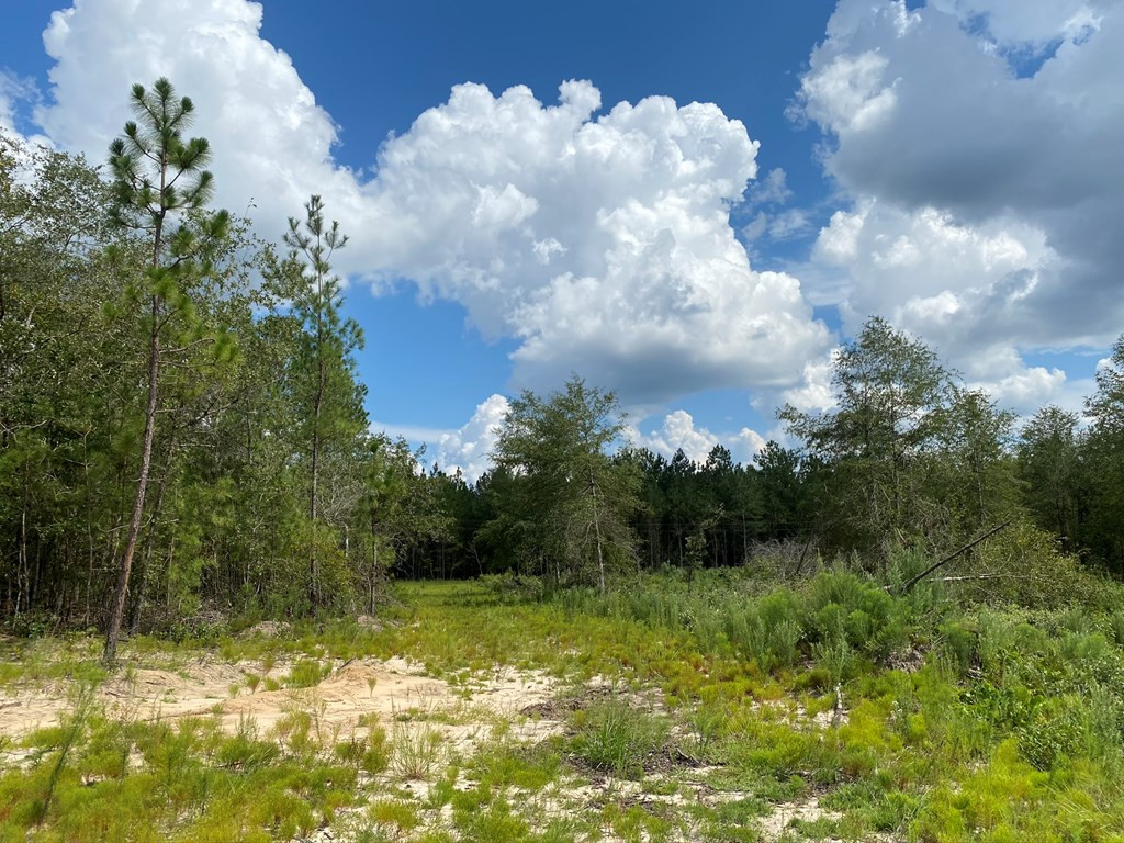 487 Pine Acres Road Windsor, SC 29856 - Photo 7 of 21