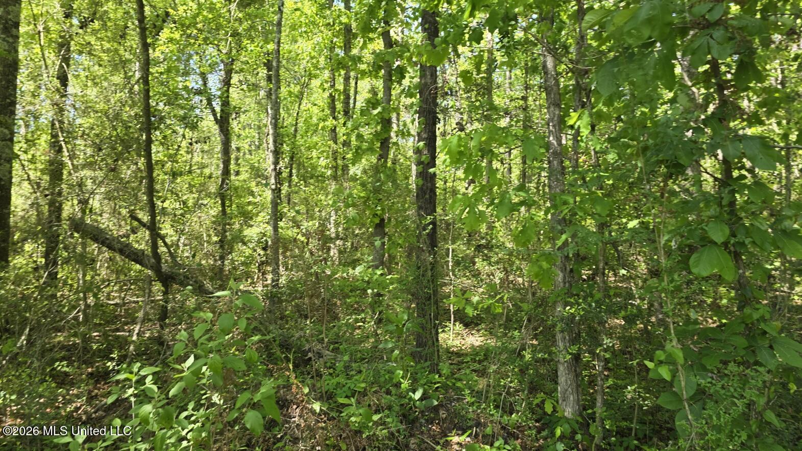 0 Mannings Crossing Road Jayess, MS 39641 - Photo 17 of 27 20260408_114003