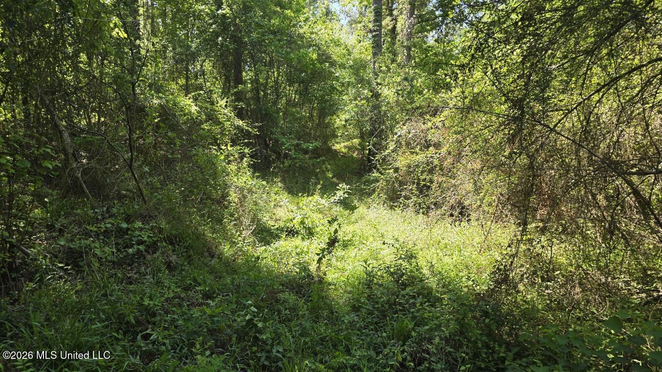 0 Mannings Crossing Road Jayess, MS 39641 - Photo 8 of 27 20260408_112722