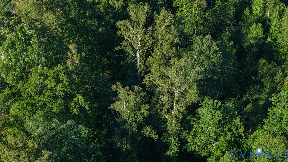 11700 Cosby Mill Road New Kent, VA 23124 - Photo 8 of 17 a view of a lush green forest