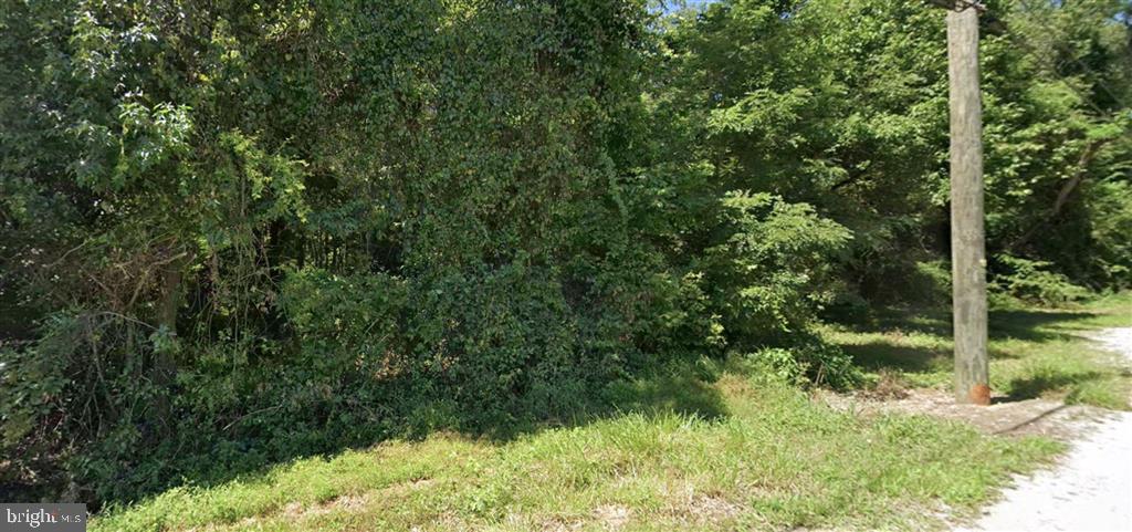 101 Cox Lane Elkton, MD 21921 - Photo 2 of 2 a view of a lush green forest