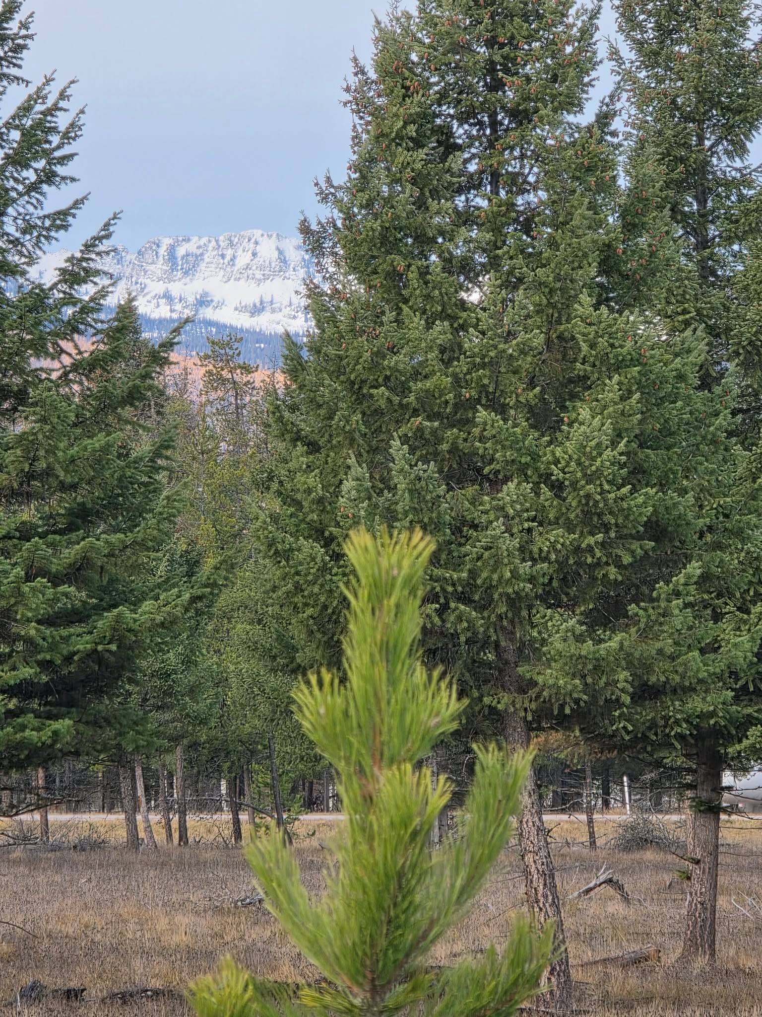 Nhn Hollopeter Road Condon, MT 59826 - Photo 15 of 72 Gallery Image 15