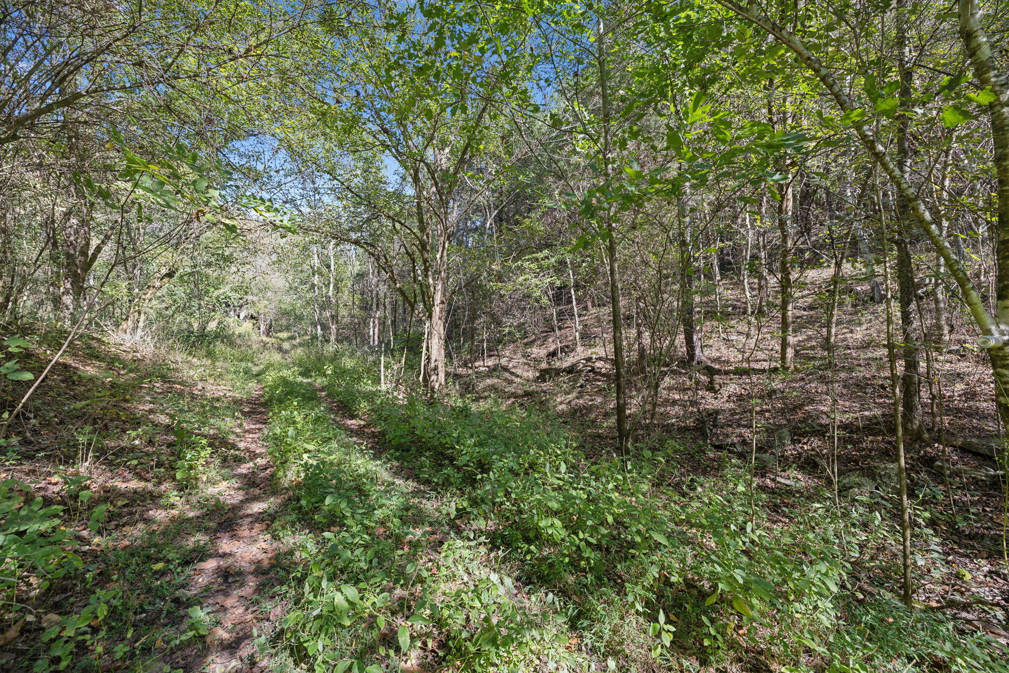 0 Tate Road Fayetteville, TN 37334 - Photo 7 of 39 7-web-or-mls-0 Tate Rd Fayetteville TN -