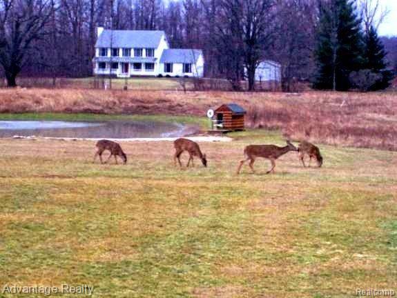 deer 1