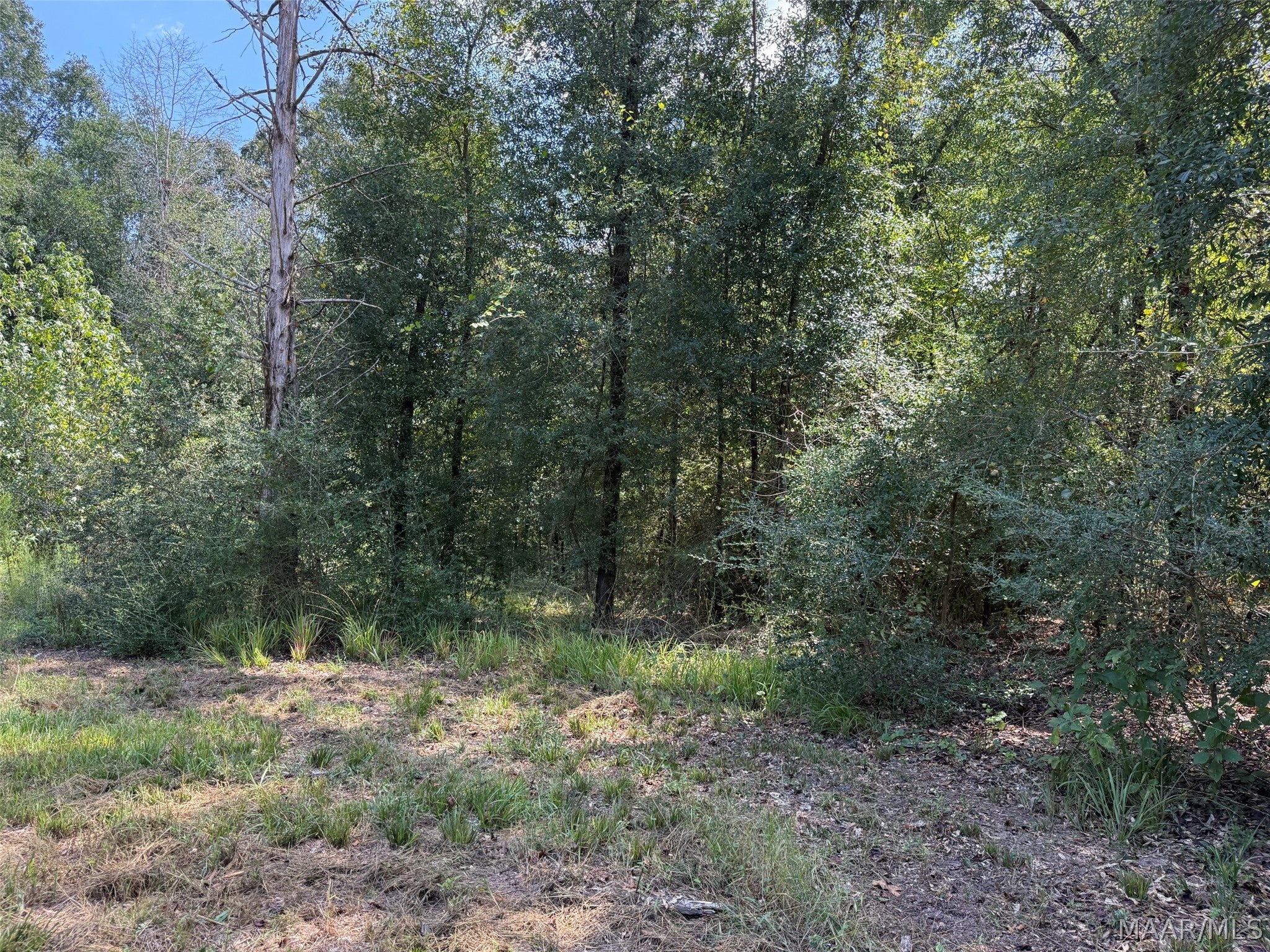 0 County Road 79 Road Billingsley, AL 36006 - Photo 11 of 14 Gallery Image 11