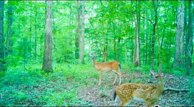 $114,500 | 0 Dogwood Lane, Abbeville, SC 29620