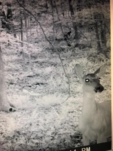 $114,500 | 0 Dogwood Lane, Abbeville, SC 29620