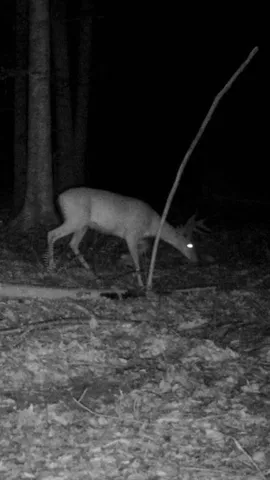 $114,500 | 0 Dogwood Lane, Abbeville, SC 29620