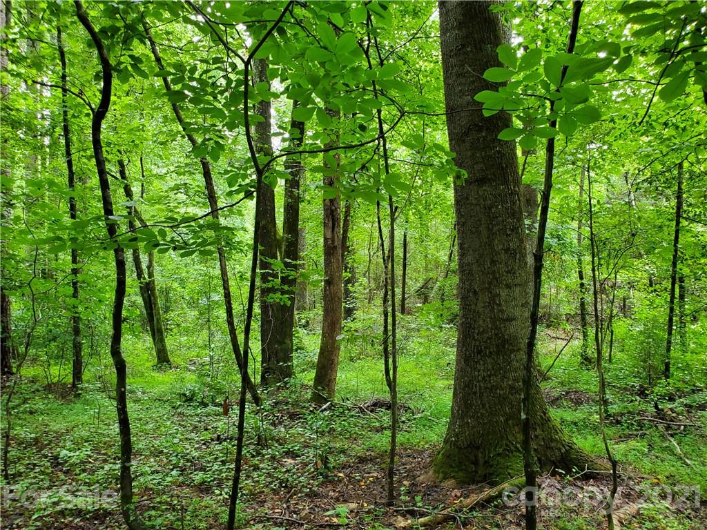 2850 Toney Road Lawndale, NC 28090 - Photo 10 of 28 Gallery Image 10