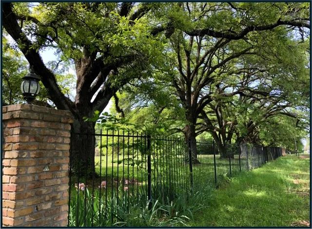 a green field with lots of trees