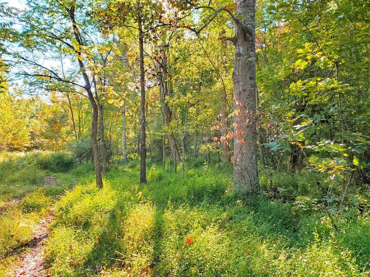 0 Piney Woods Road Riner, VA 24149 - Photo 4 of 9 a backyard of a house with lots of green space and house in the back