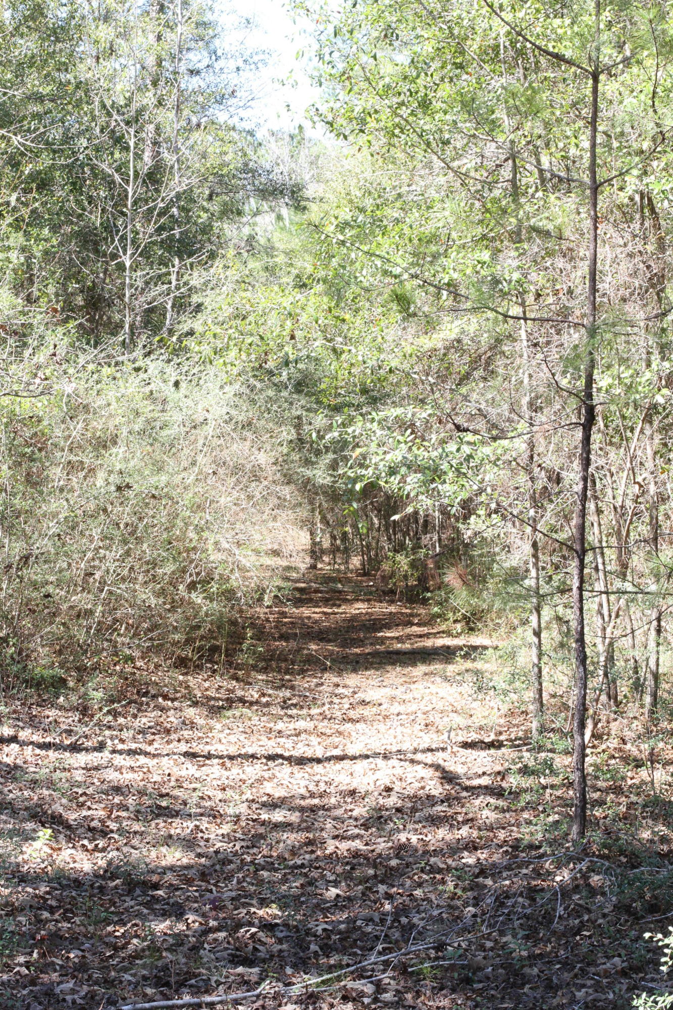 892 Pleasant Ridge Road DeFuniak Springs, FL 32435 - Photo 76 of 78 IMG_0646