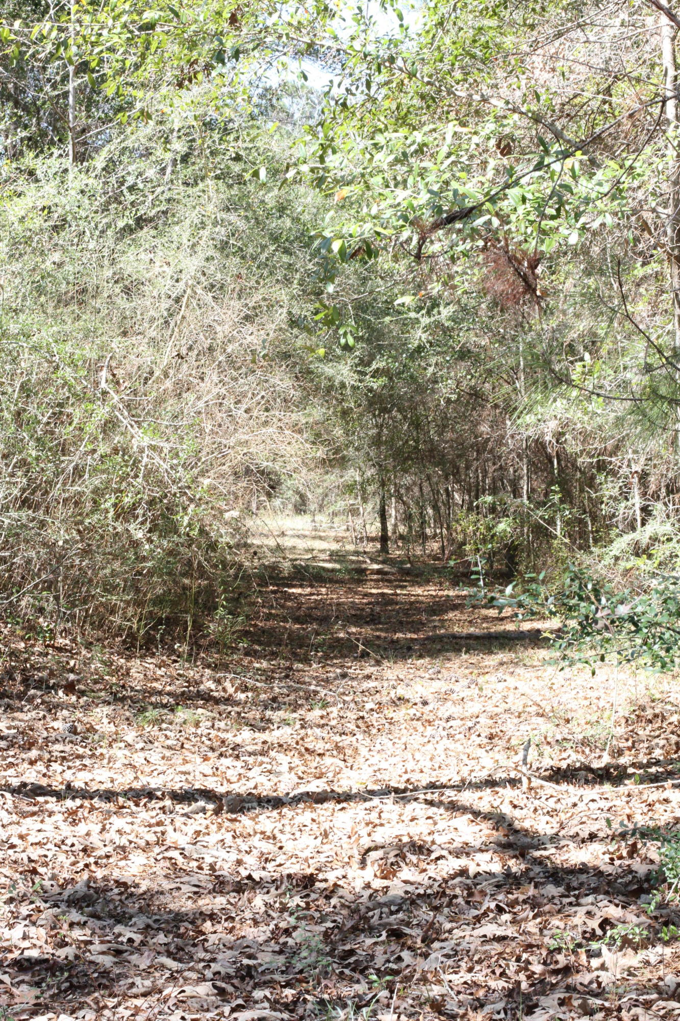 892 Pleasant Ridge Road DeFuniak Springs, FL 32435 - Photo 77 of 78 IMG_0647