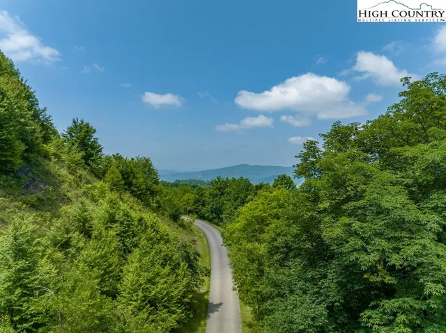 a view of a lush green forest
