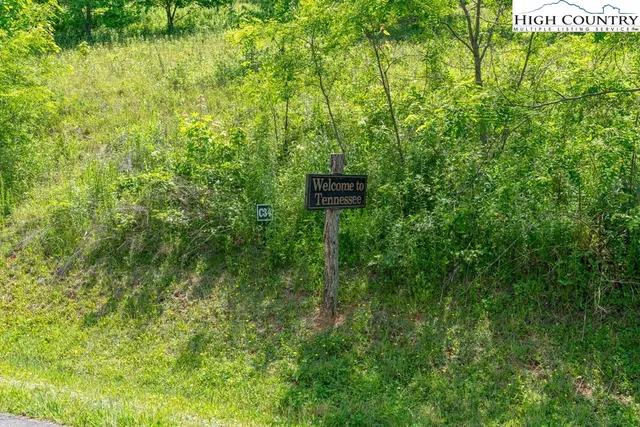a view of lush green forest