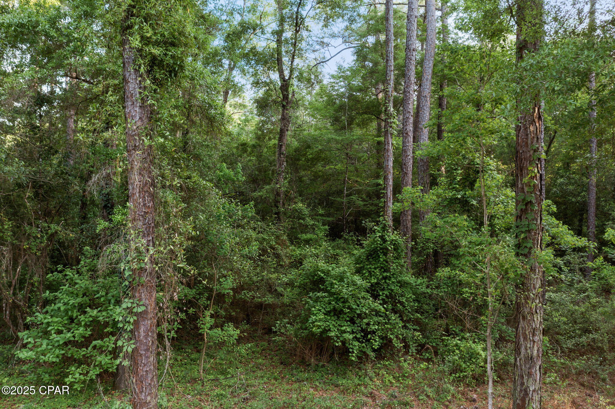 Xxx Skipper Road Vernon, FL 32462 - Photo 2 of 17