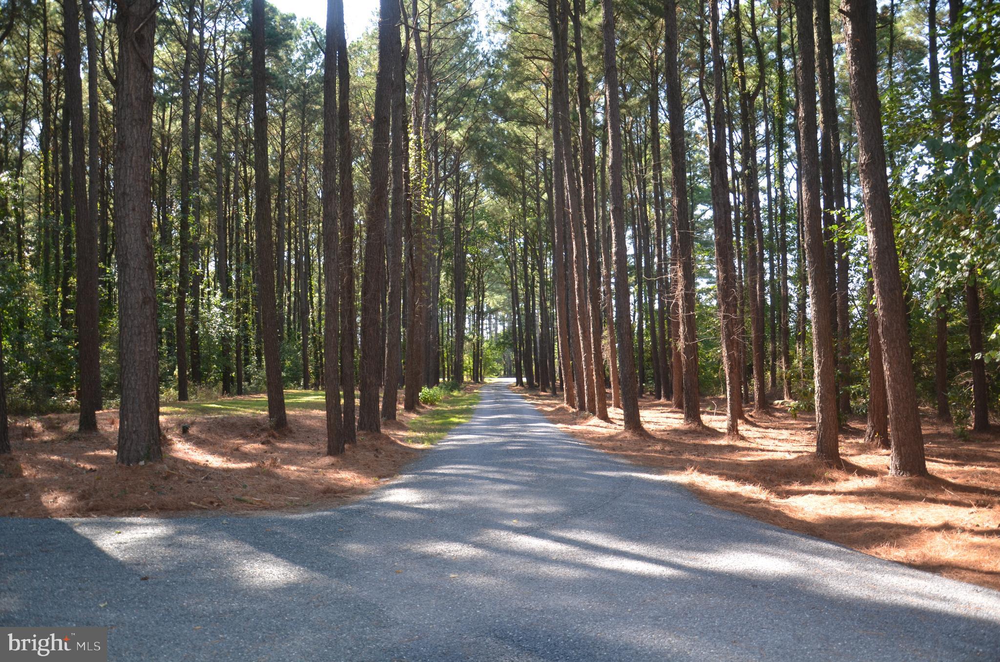 7487 Bozman Neavitt Road Bozman, MD 21612 - Photo 6 of 36 Such a pretty entrance with towering pines