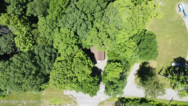 a plant with lots of trees