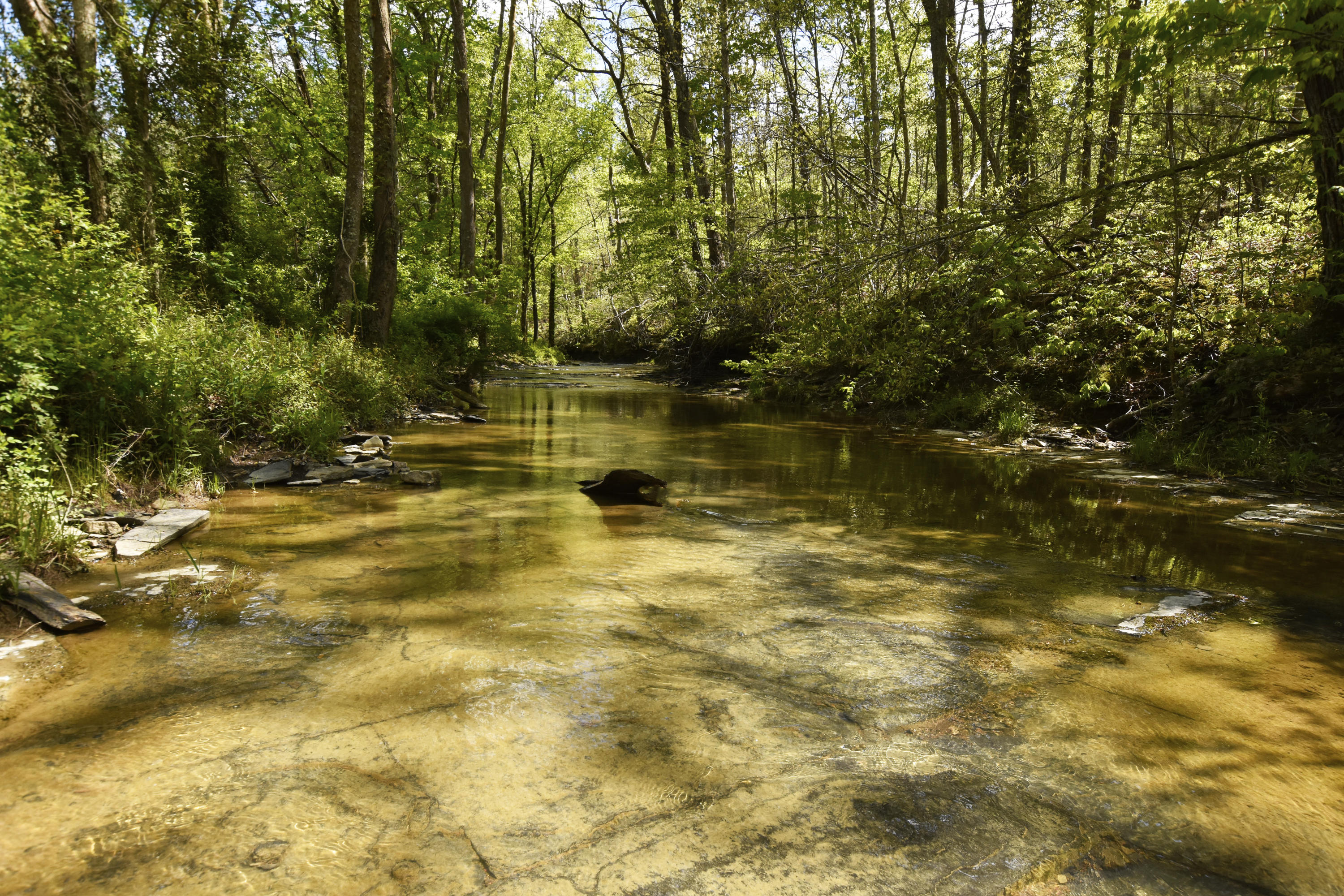 2771 Little Rock Road Irvine, KY 40336 - Photo 4 of 35 Wide creek!