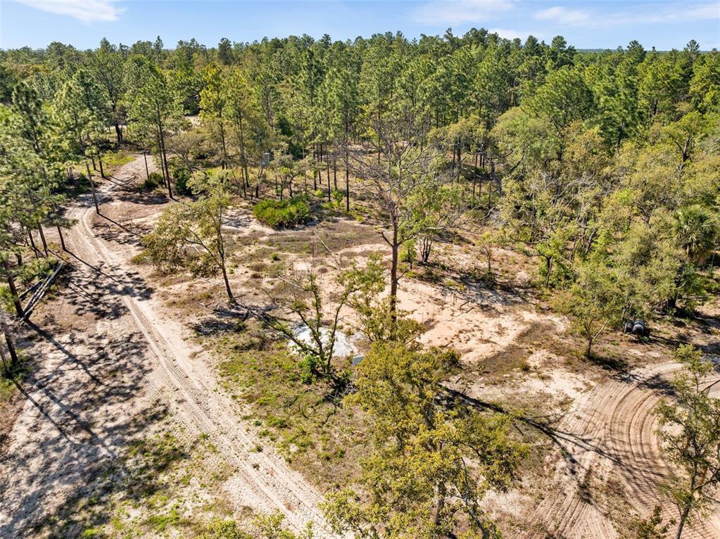 25723 Bareva Road Weeki Wachee, FL 34614 - Photo 7 of 55 a view of a forest with trees in the background