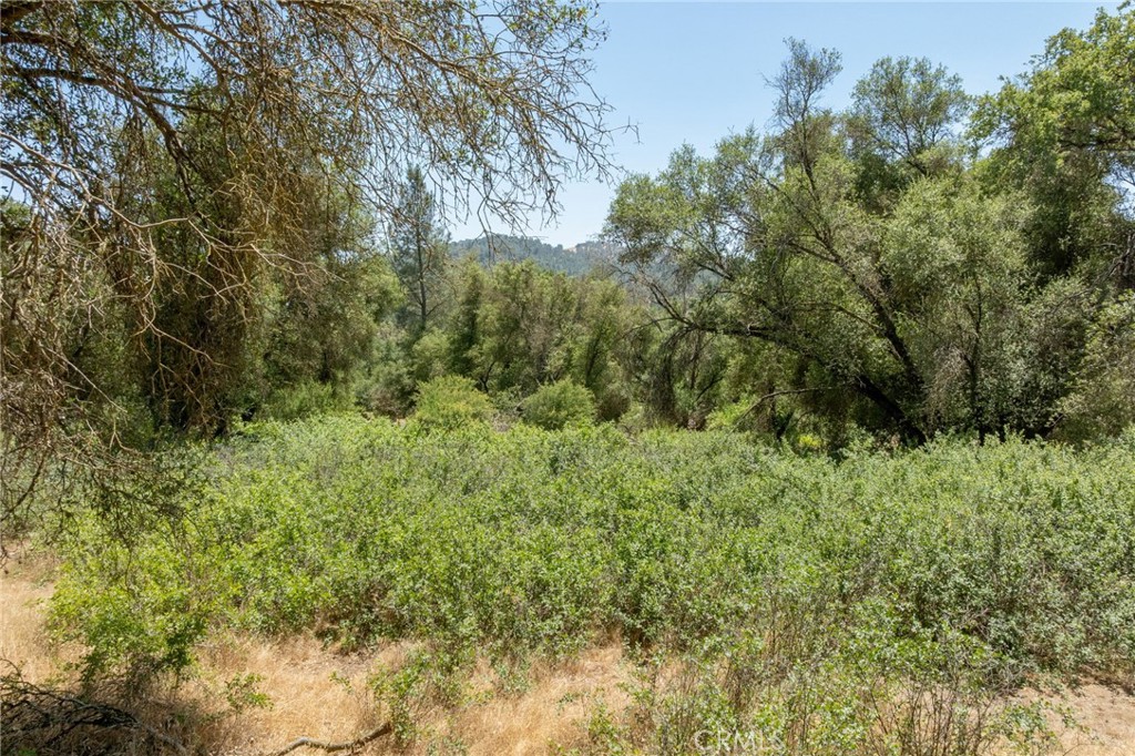 0 Dawn Road Mariposa, CA 95338 - Photo 11 of 57 a view of a lush green forest with large trees