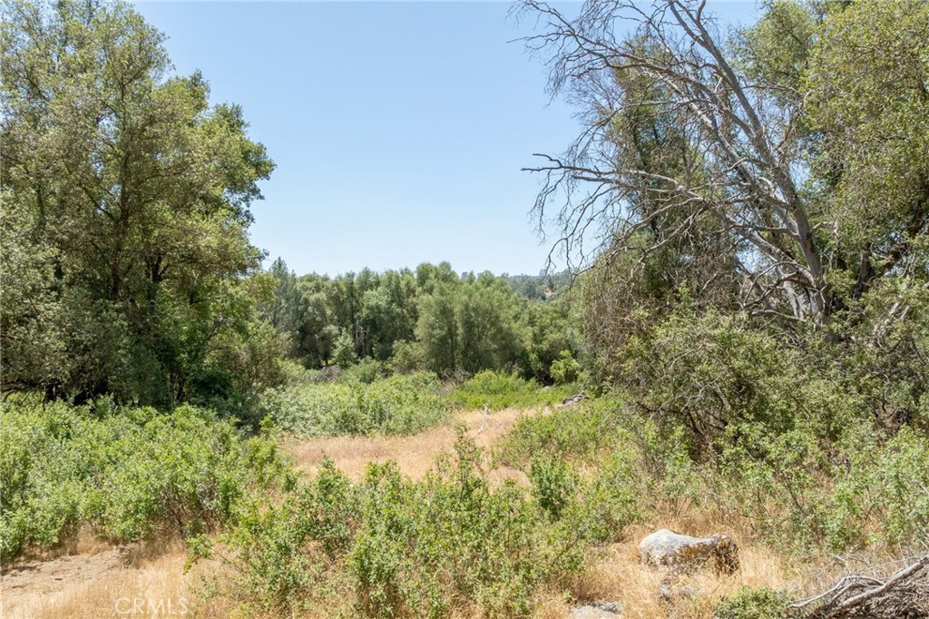 0 Dawn Road Mariposa, CA 95338 - Photo 12 of 57 a view of a lush green forest with lots of trees